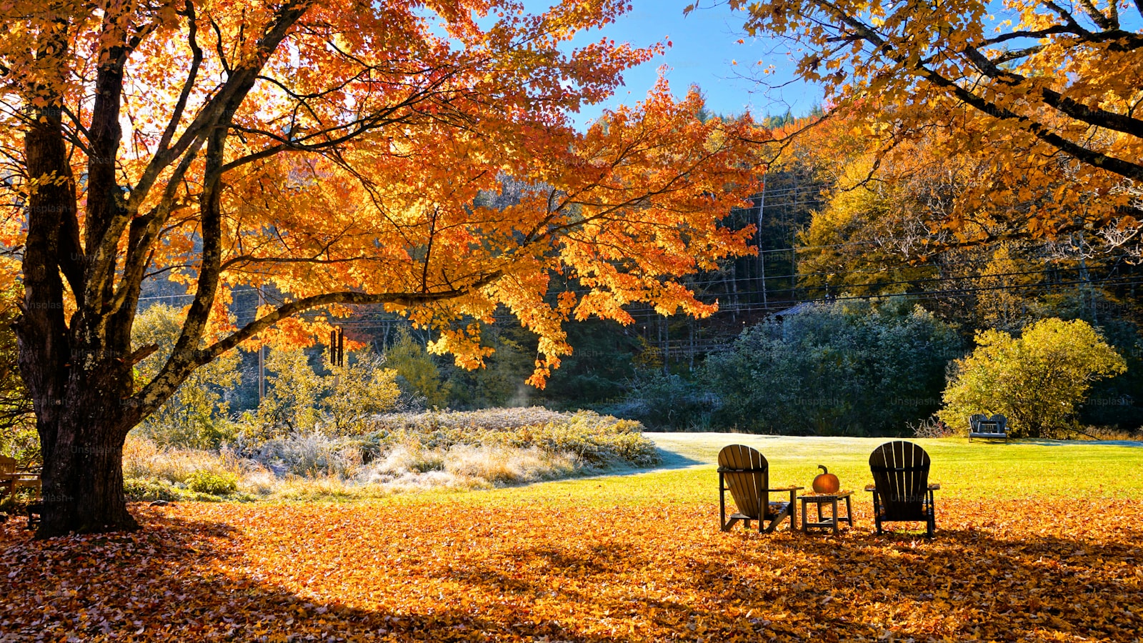 紅葉した木のある秋の庭