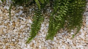 砂利敷きと植栽で整えられた地面