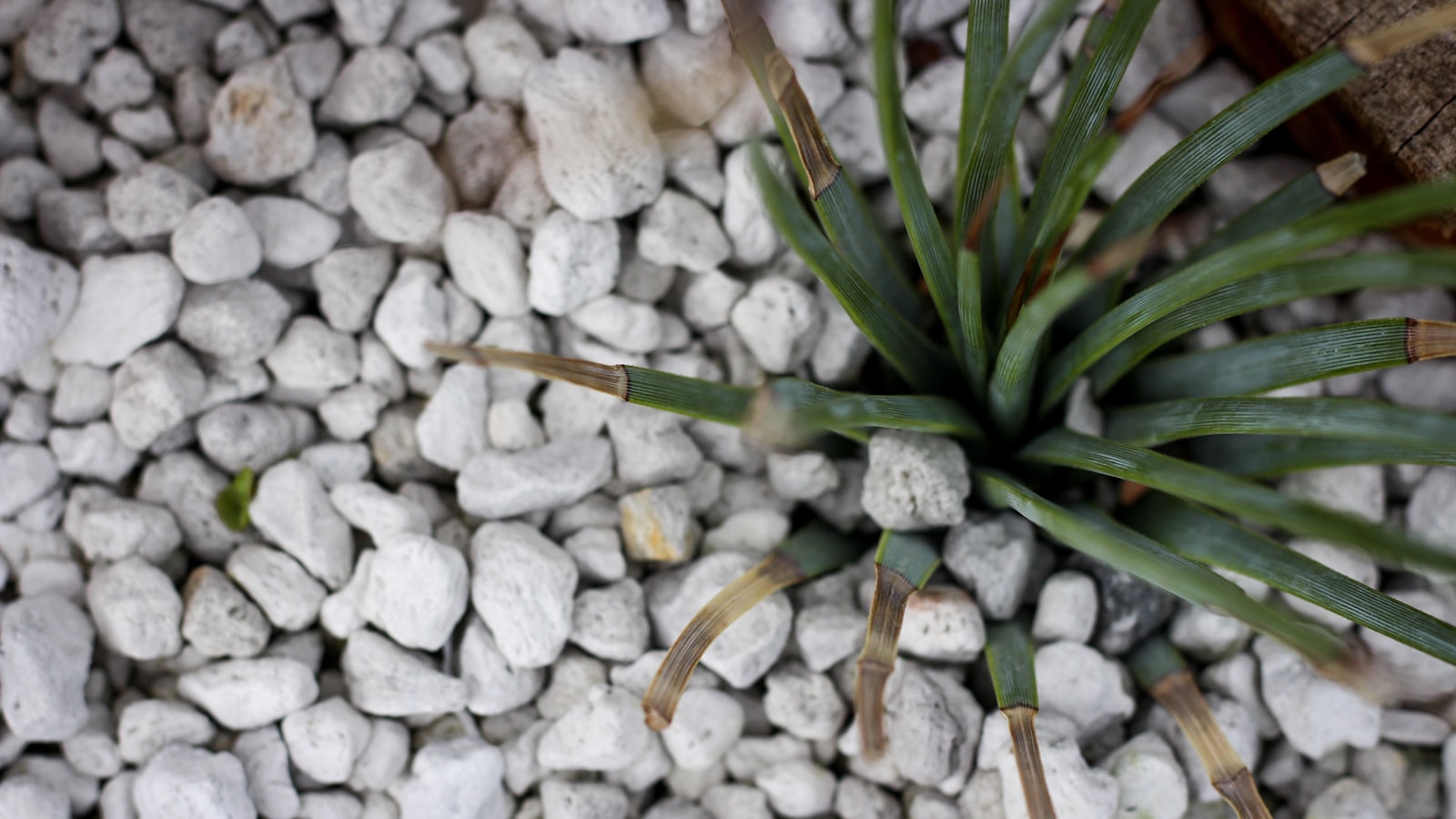 砂利と植栽を組み合わせた庭